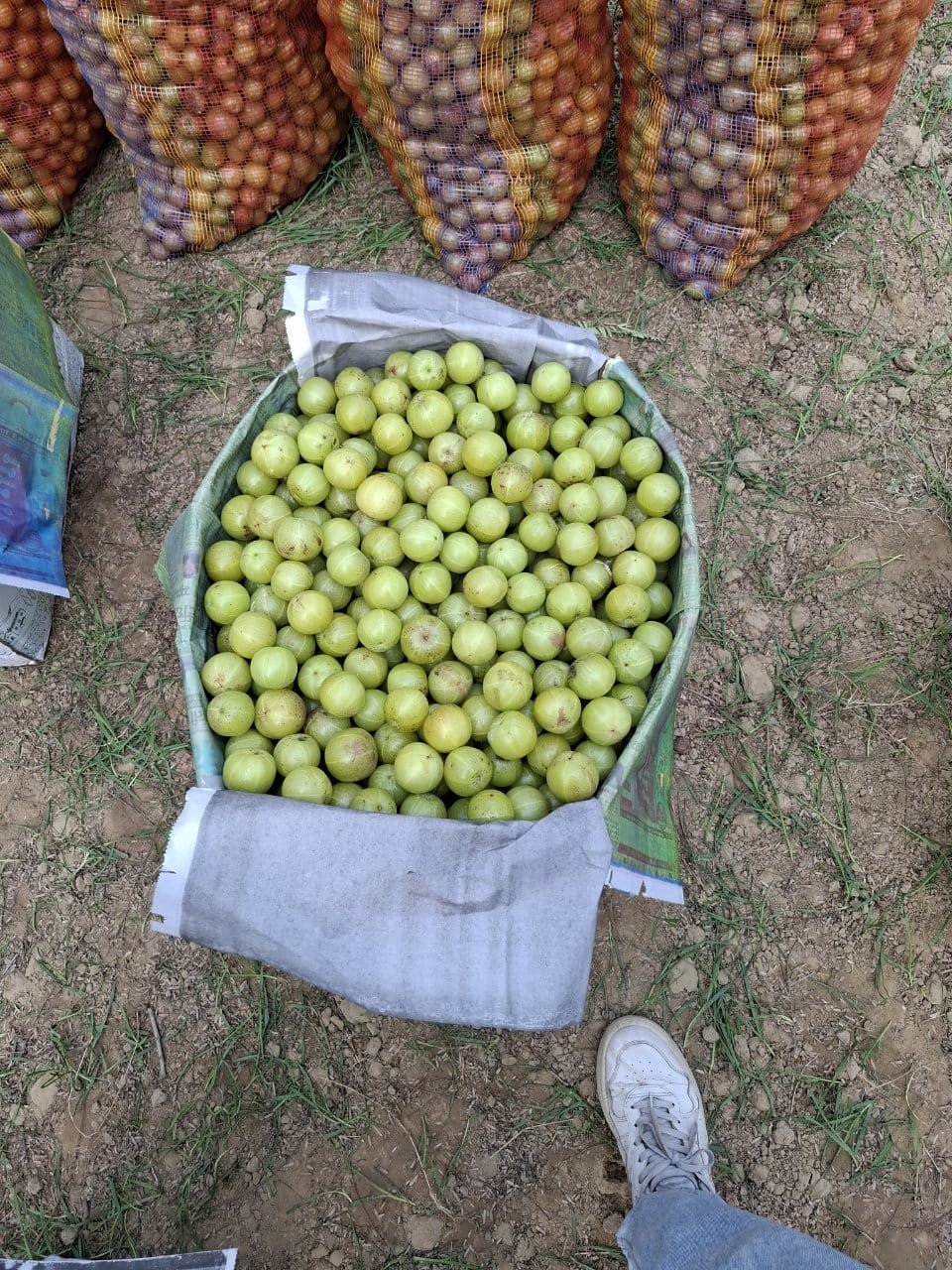 Bulk Aonla lot