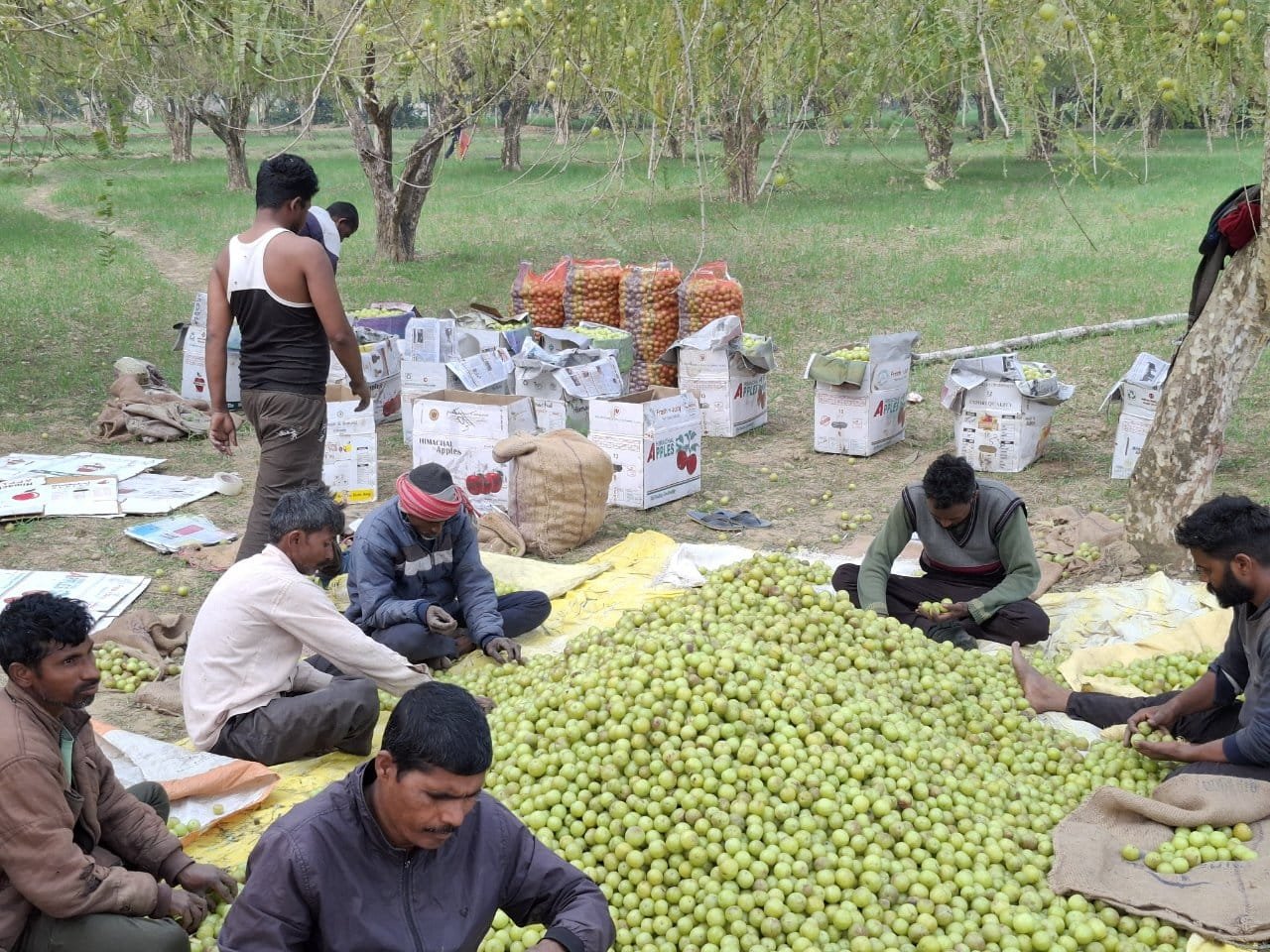 Aonla harvesting and sorting