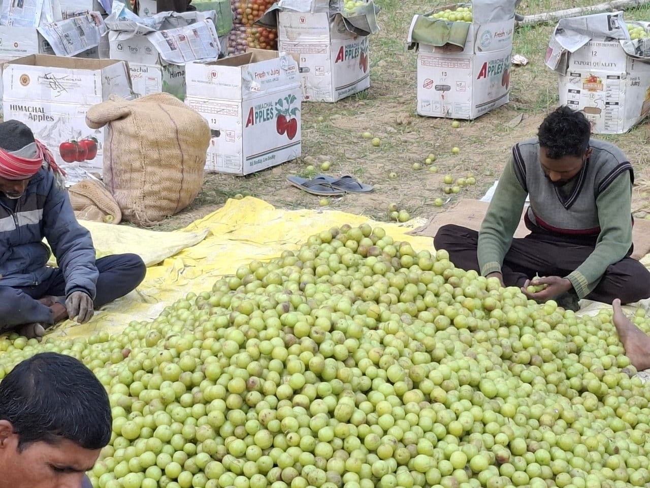 Aonla sorting